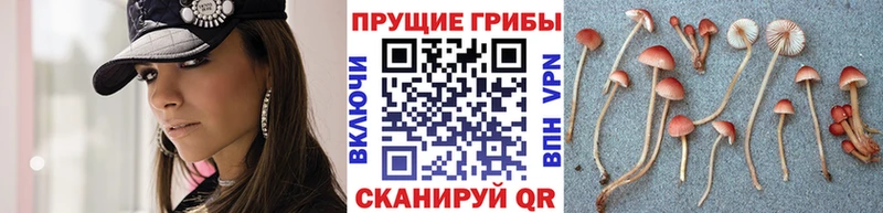 Галлюциногенные грибы мицелий  даркнет сайт  Змеиногорск 